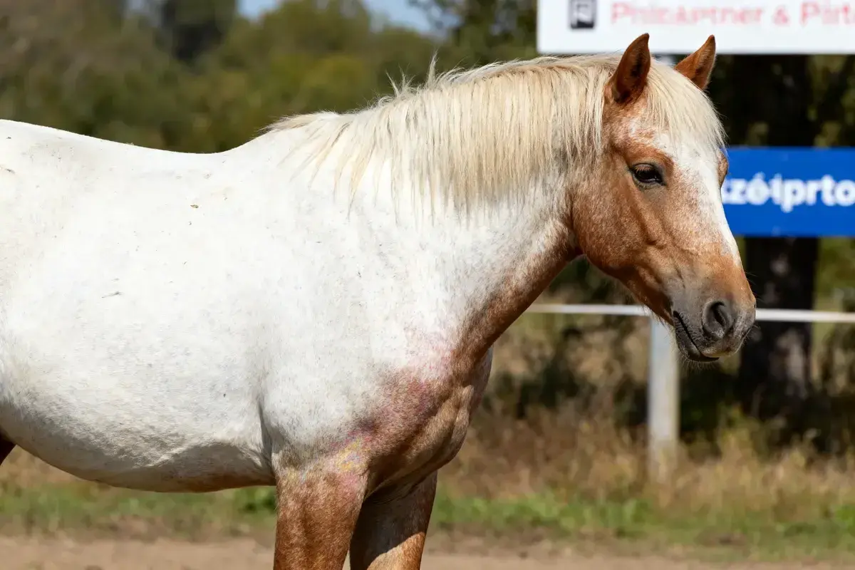 Un magnifique cheval aubère, au pelage blanc moucheté de roux, se tient paisiblement sous le soleil.