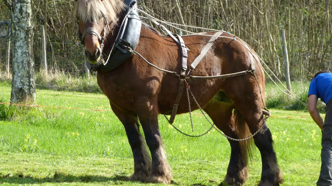 Un majestueux cheval de trait brun, harnaché, se tient dans un pré verdoyant. Un homme en chemise bleue ajuste les rênes.