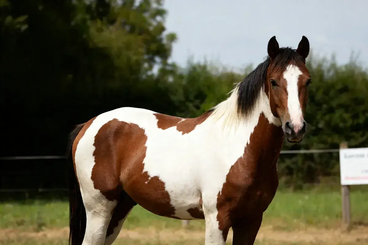 Un magnifique cheval pie, au pelage brun et blanc, se tient dans un pré verdoyant.