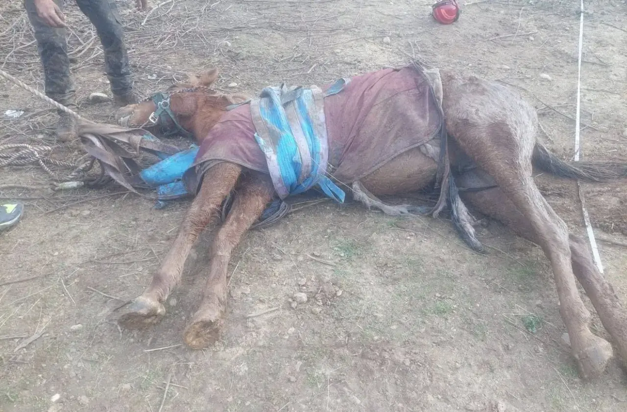 Un cheval gît au sol, couvert d'une couverture, après une chute à cheval mortelle. Des cordes et des équipements sont autour de lui.