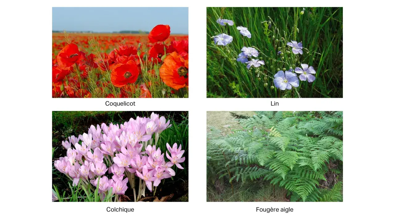 Coquelicots, lin, colchiques et fougères. Attention, la fougère aigle est un arbre toxique pour les chevaux.