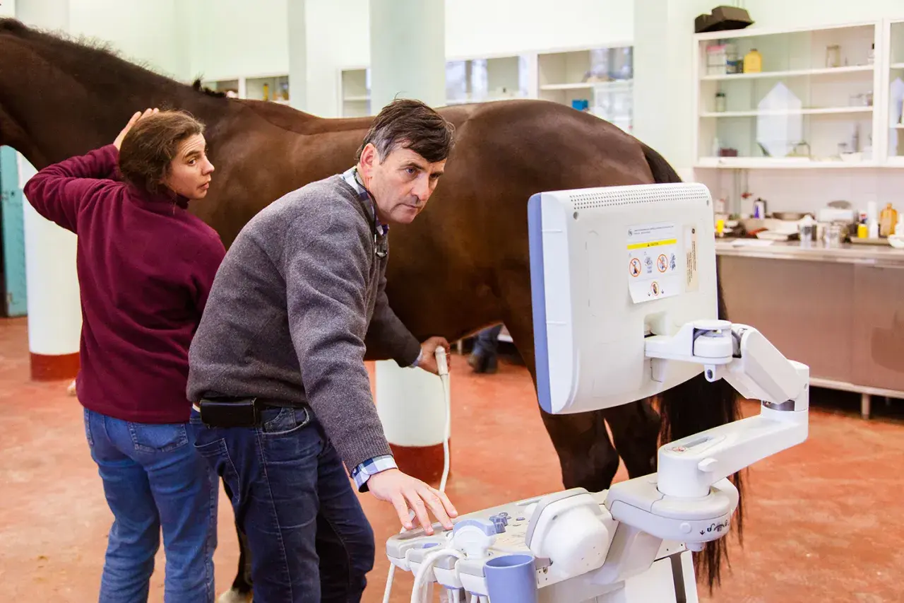 Un vétérinaire équin utilise un échographe pour examiner un cheval dans une clinique.