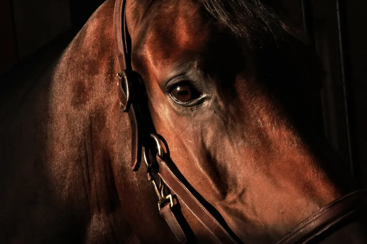 Gros plan sur le visage d'un cheval brun, son œil vif et son regard de travers captent la lumière.