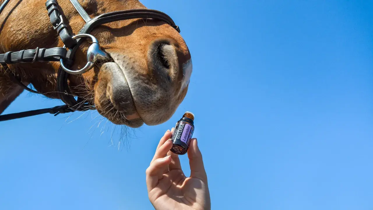 Un cheval renifle une fiole d'huile essentielle de lavande, une solution naturelle anti mouche pour le bien-être de l'animal.