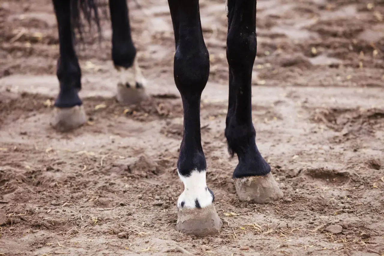 Pieds d'un cheval noir sur un sol boueux. Le **panard def** est visible sur l'un des membres, avec une tache blanche distinctive.