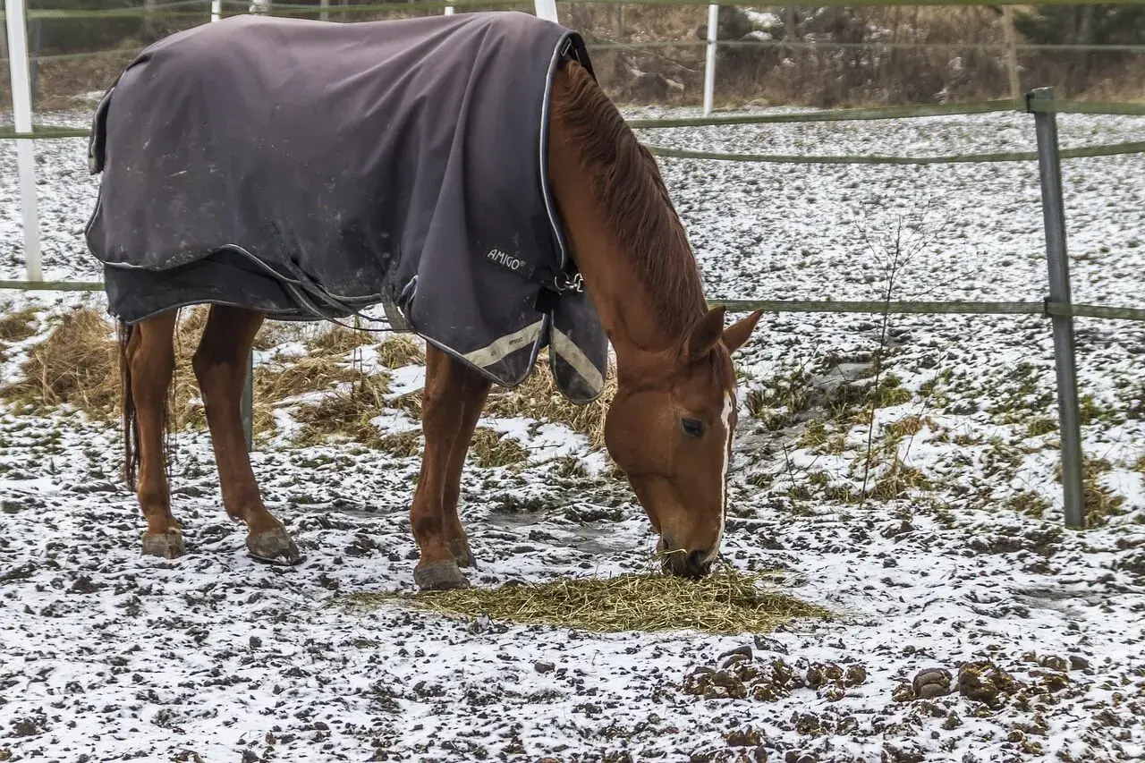 Un cheval brun, couvert d'une couverture d'hiver, mange du foin dans un champ enneigé.