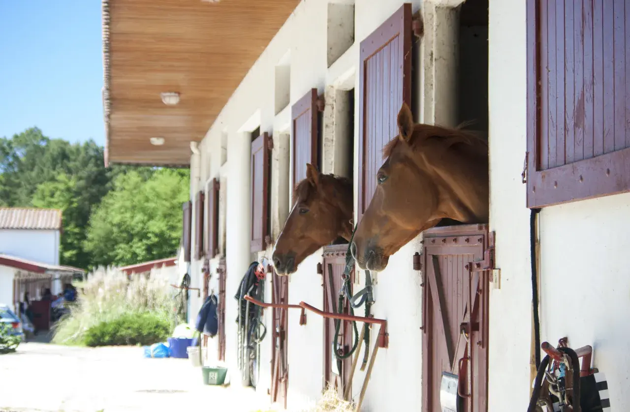 Deux chevaux curieux regardent depuis leurs boxes. Idéal pour le tarif pension chevaux chez particulier, un cadre paisible pour votre compagnon.