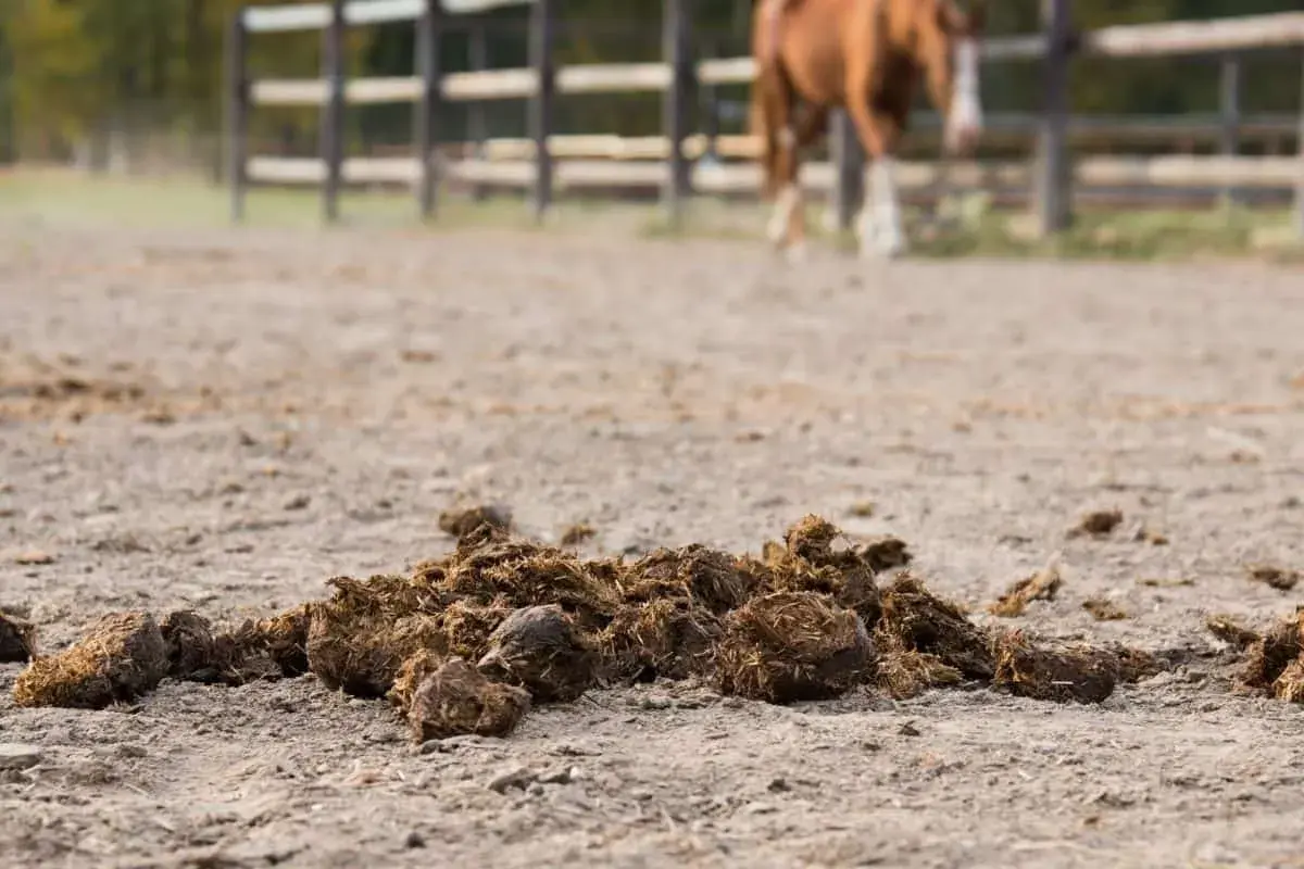 Un tas de crottin de cheval sur le sol d'une carrière, avec un cheval en arrière-plan.