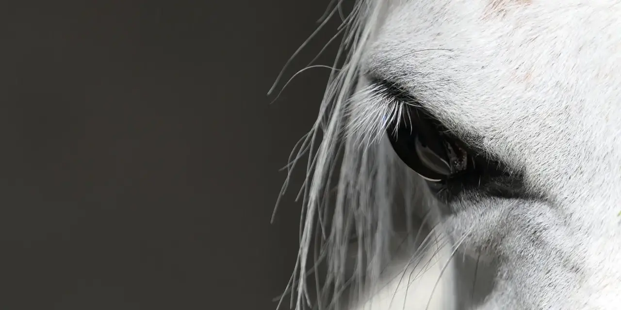Œil d'un cheval blanc, reflet de la confiance et de la connexion en équitation éthologique.