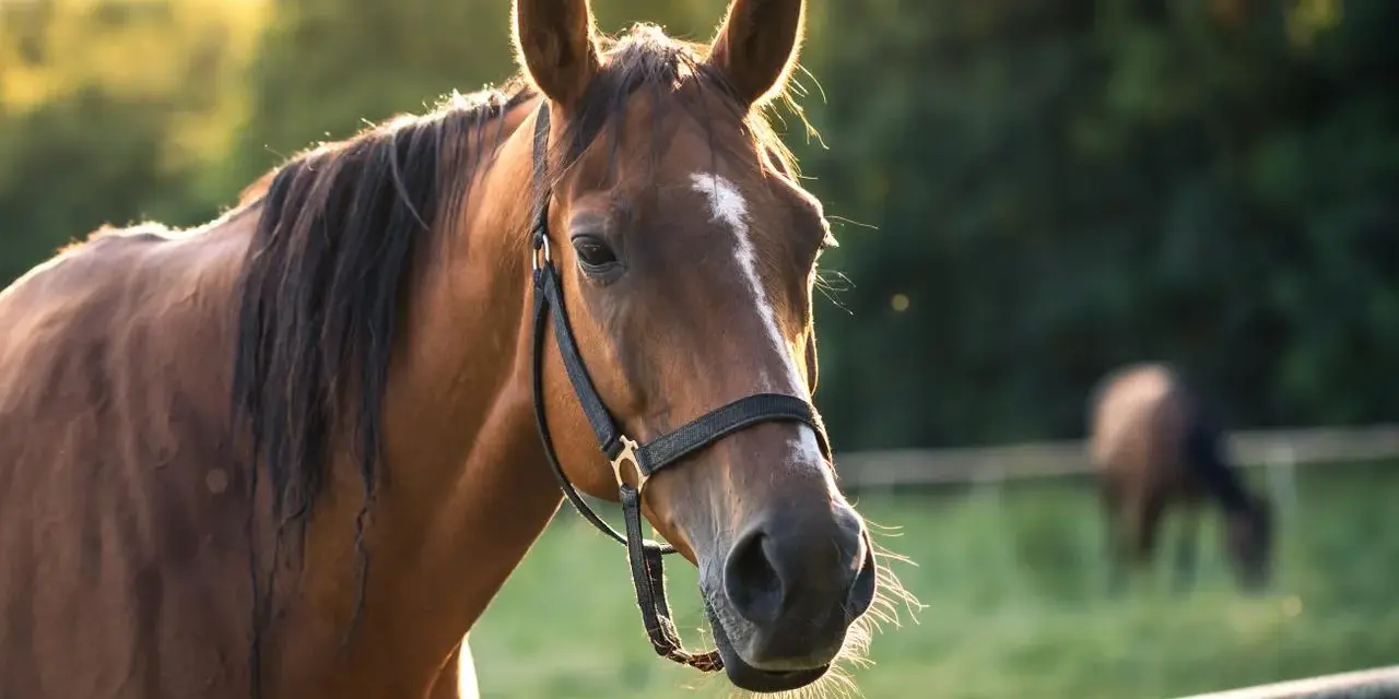 Un beau cheval brun, au soleil couchant, évoque la sérénité et la longue espérance de vie cheval.