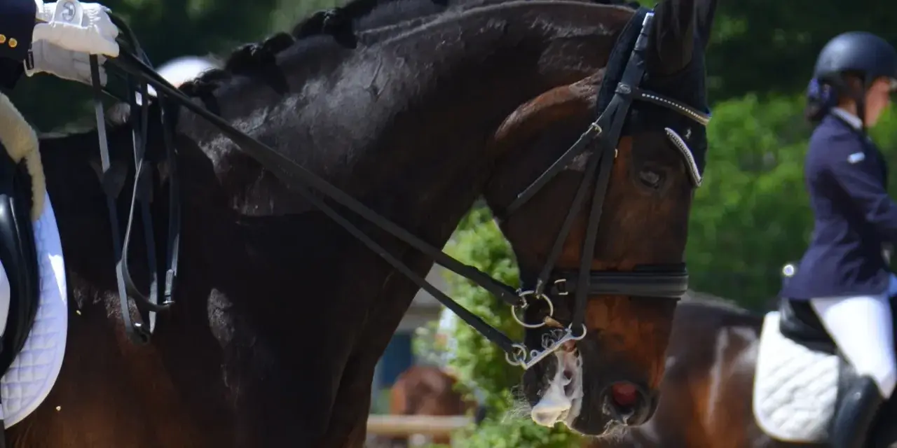 Un cheval brun avec une crinière tressée porte une bride. Un cavalier en tenue de concours tient les rênes. Le chanfrein du cheval est visible.