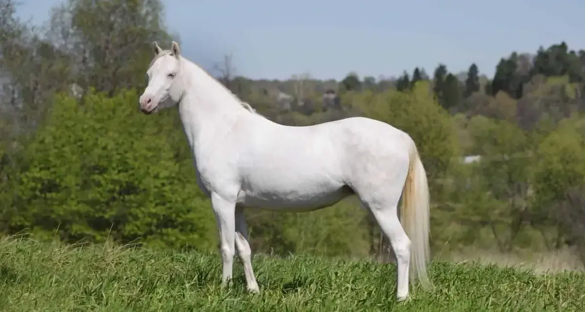 Un magnifique cheval crème se tient fièrement dans un pré verdoyant, sous un ciel bleu clair.