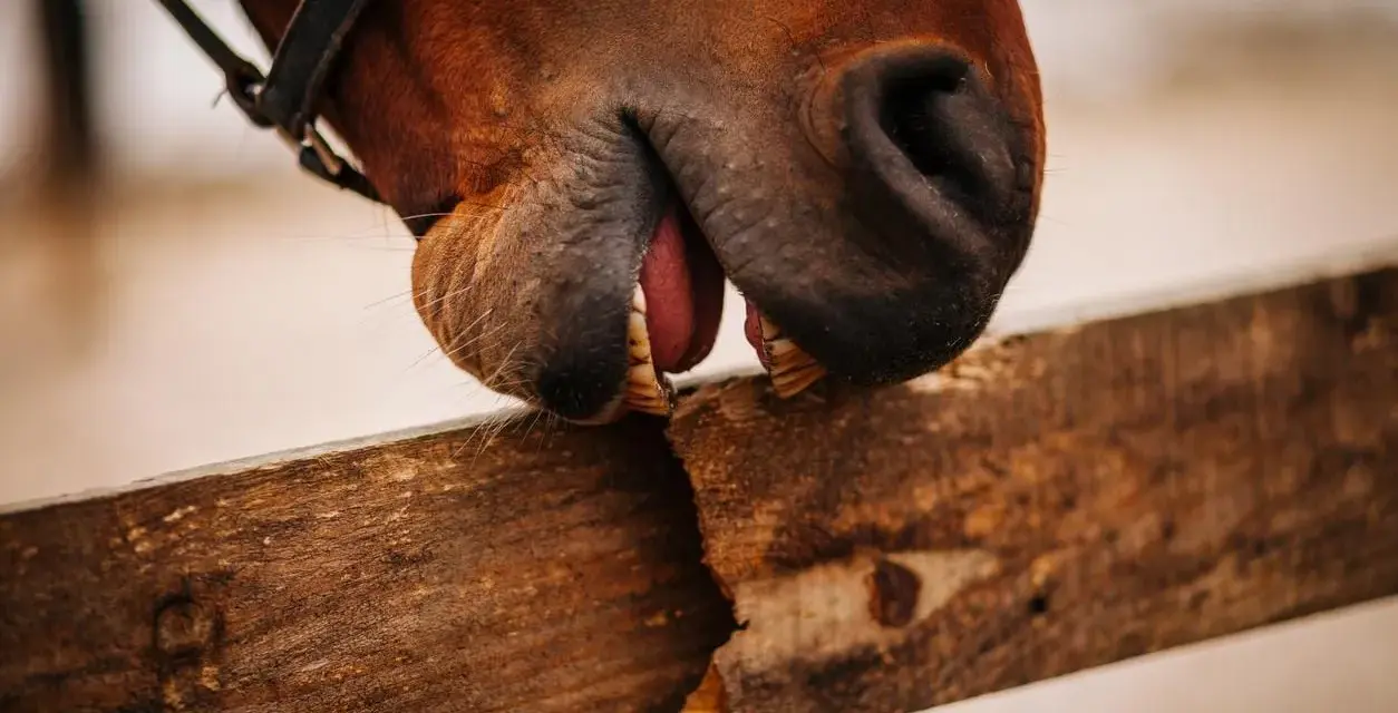 Gros plan sur un cheval qui tique sur une planche de bois, montrant ses dents et sa langue.