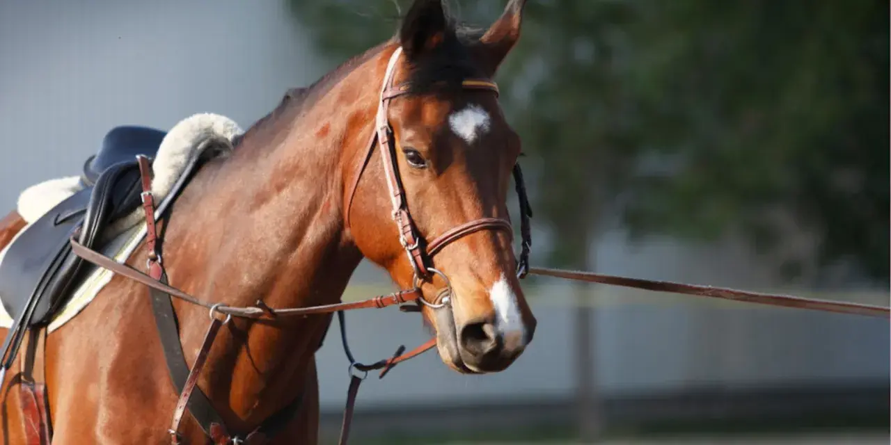 Cheval brun avec selle et enrênement, prêt pour un travail à la longe.