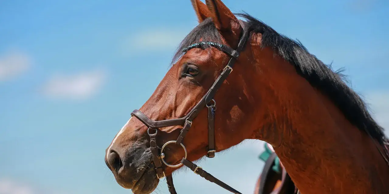 Tête de cheval bai, portant une bride ornée de perles bleues, sous un ciel clair.