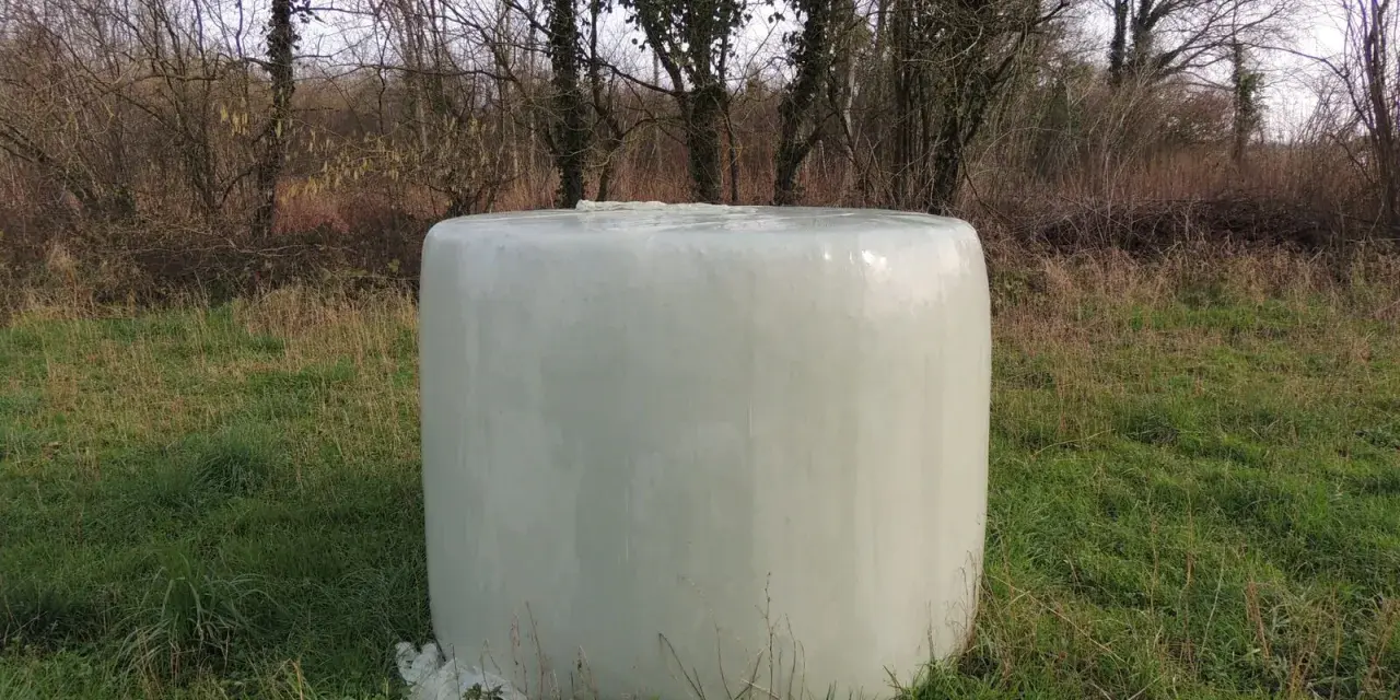 Une botte de foin enrubanné, prête pour les chevaux, repose dans un champ verdoyant, entourée d'arbres dénudés.