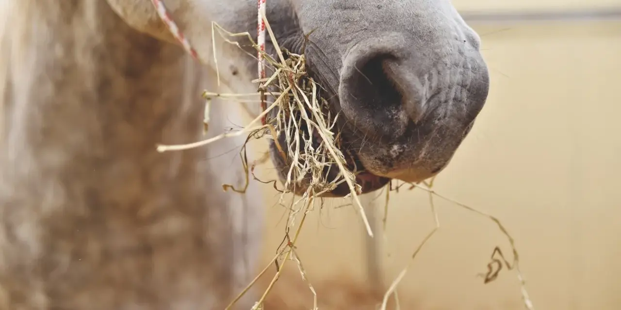Gros plan sur le museau d'un cheval gris mangeant du foin. La nourriture cheval est bien visible, accrochée à ses lèvres.