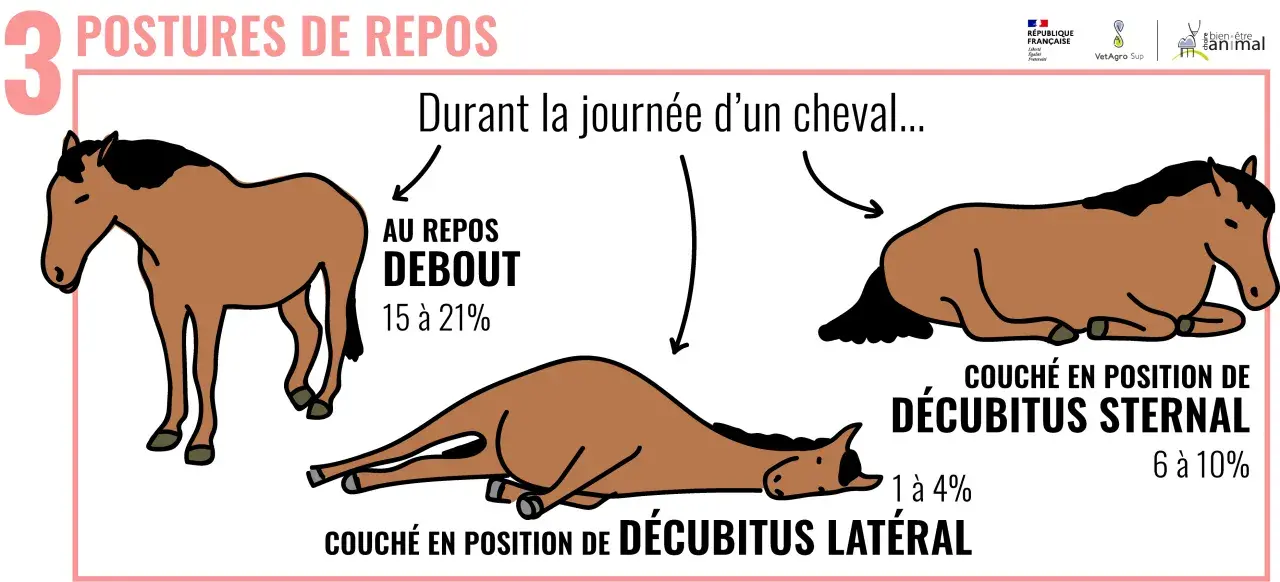 Le cheval sommeil quotidien : au repos debout, couché sur le sternum ou en décubitus latéral. Illustration des postures de repos du cheval.