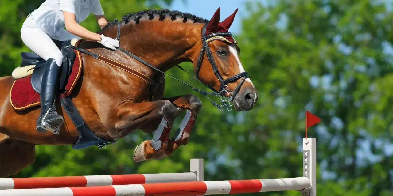 Un cheval brun et son cavalier en tenue blanche effectuent un saut d'obstacles, leurs corps tendus dans un mouvement gracieux au-dessus de la barre.