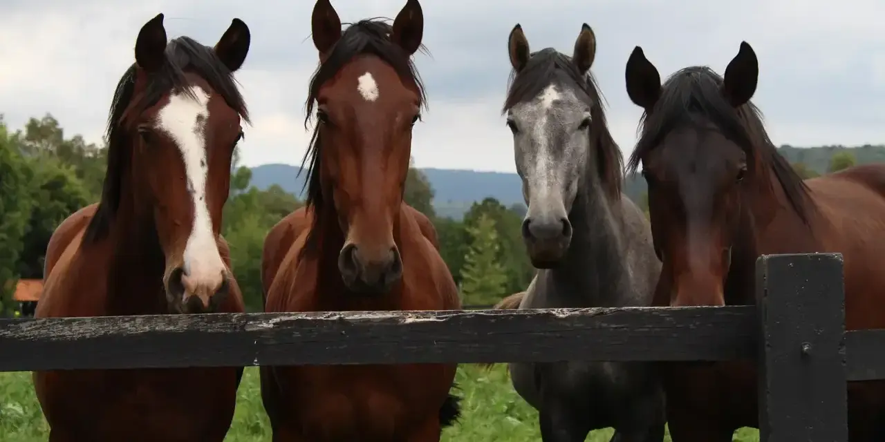 Quatre chevaux, dont une robe cheval alezane et une robe cheval grise, regardent par-dessus une clôture en bois.