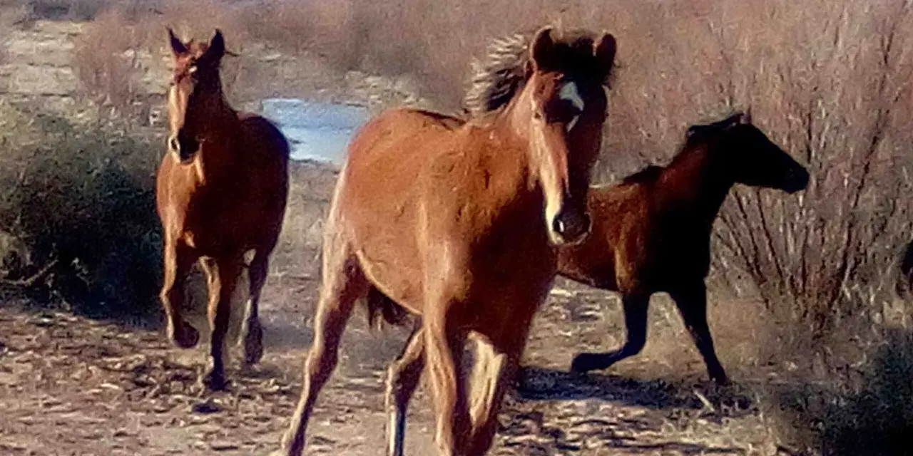 Trois chevaux galopent dans un paysage aride. Le cheval au premier plan, au pelage roux, semble regarder le spectateur, un signe d'affection d'un cheval.