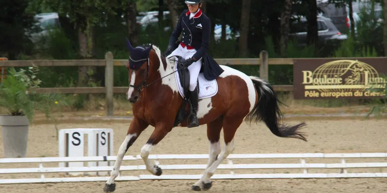 Cavalier en tenue d'équitation effectuant une incurvation parfaite avec son cheval pie.