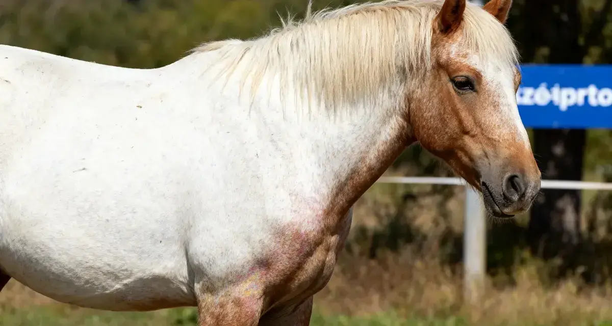 Un magnifique cheval aubère, au pelage blanc moucheté de roux, se tient paisiblement sous le soleil.