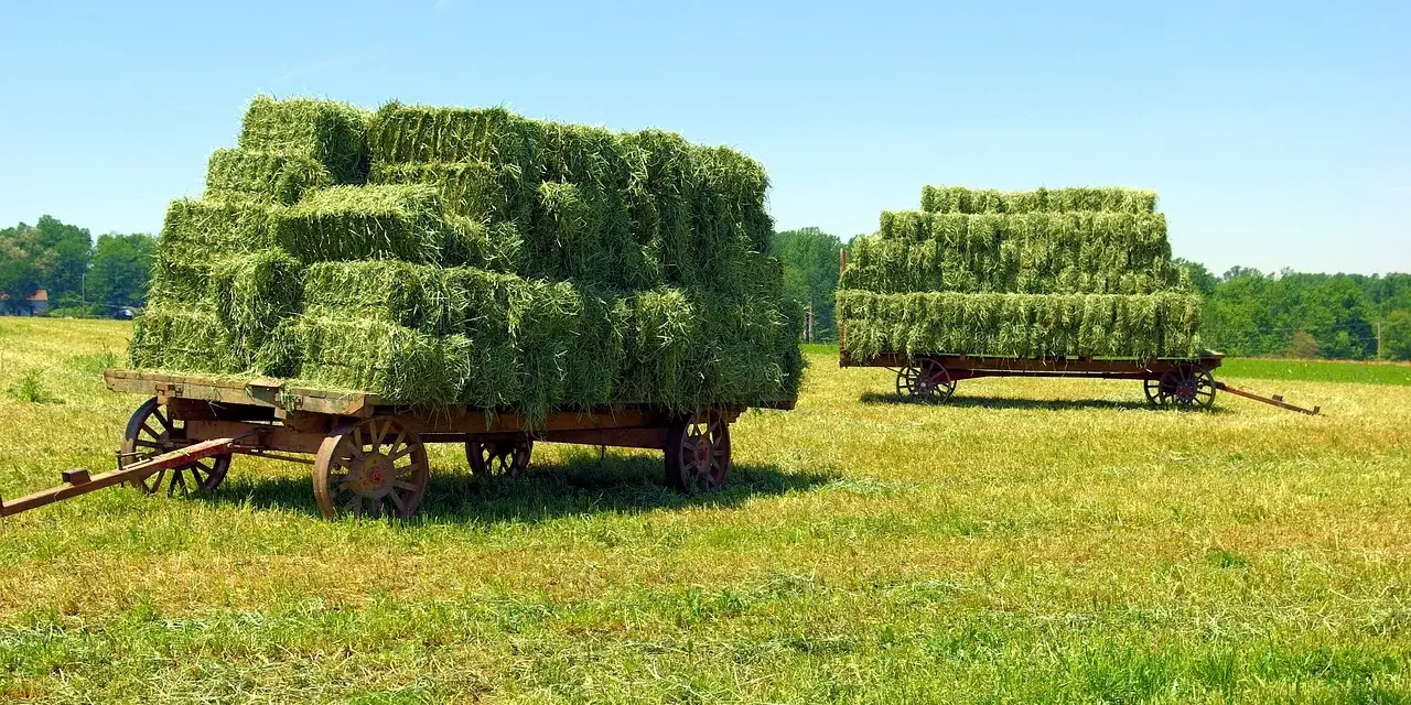 Deux charrettes chargées de bottes de foin vert, illustrant la différence paille et foin. Le soleil brille sur le champ.