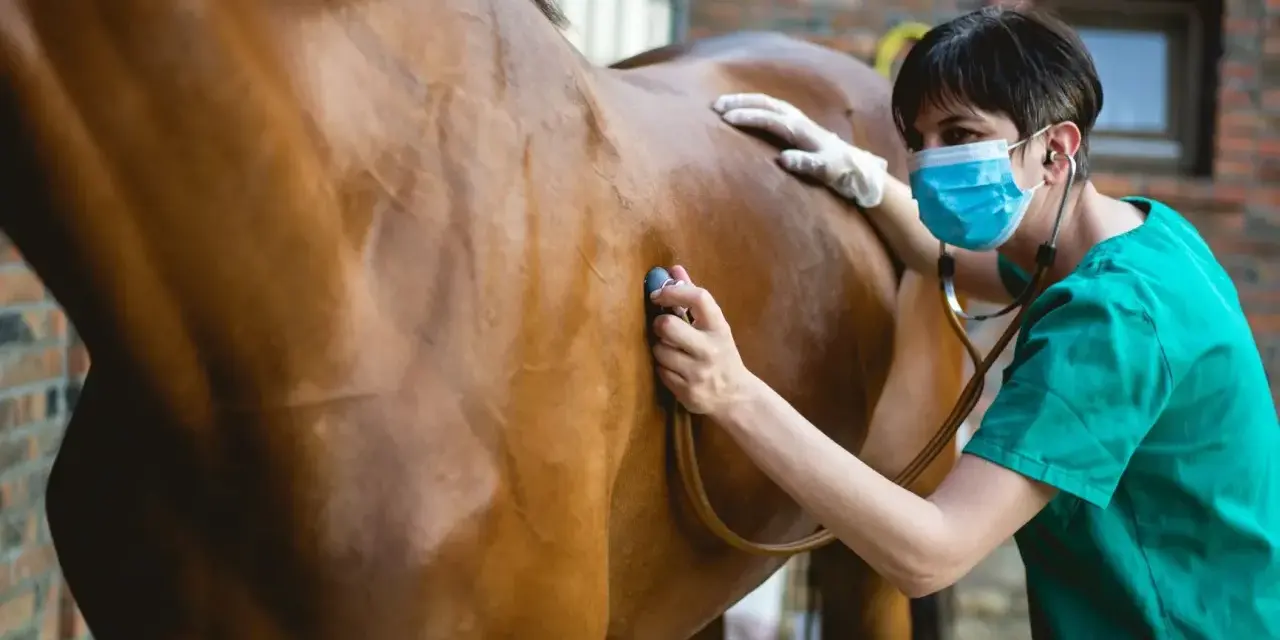 Vétérinaire examinant un cheval qui tousse avec un stéthoscope.