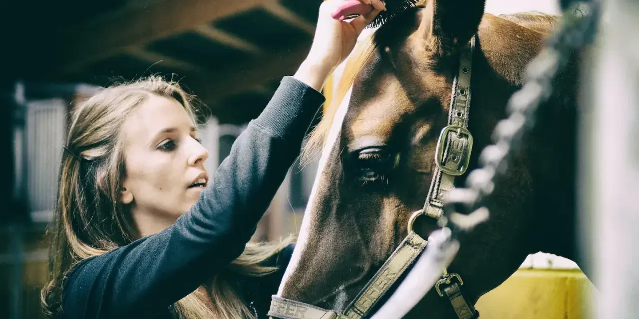 Une jeune femme brosse la crinière d'un cheval dans une écurie. Un moment de complicité qui illustre un emploi équestre passionnant.