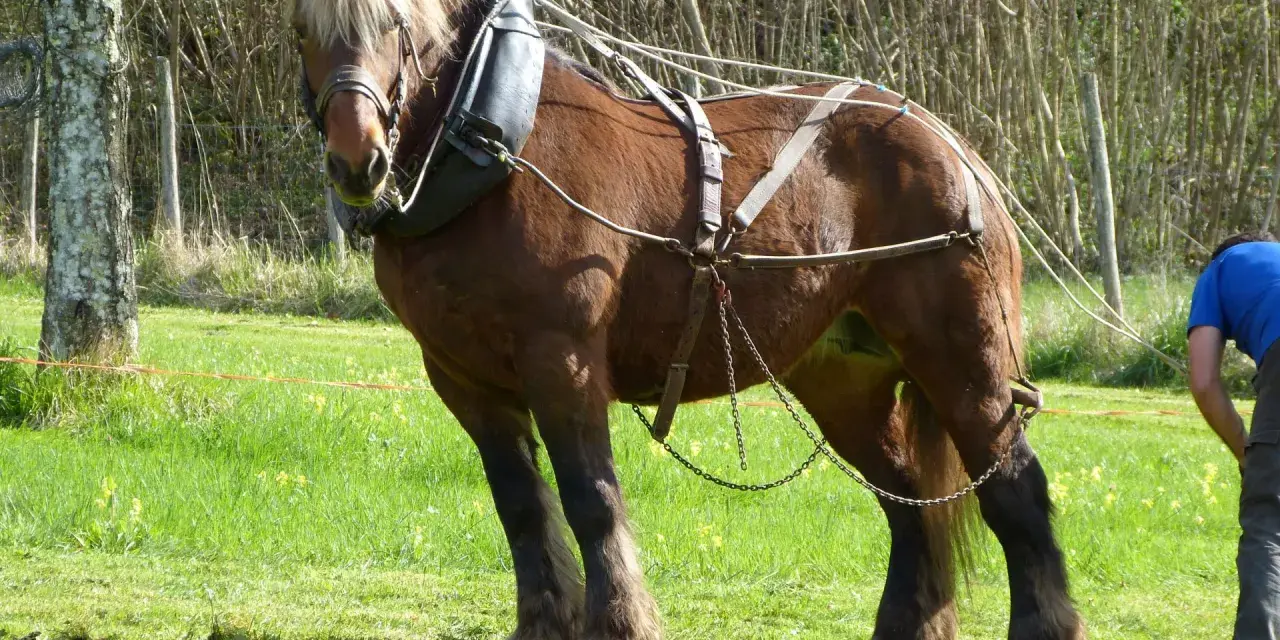 Un majestueux cheval de trait brun, harnaché, se tient dans un pré verdoyant. Un homme en chemise bleue ajuste les rênes.