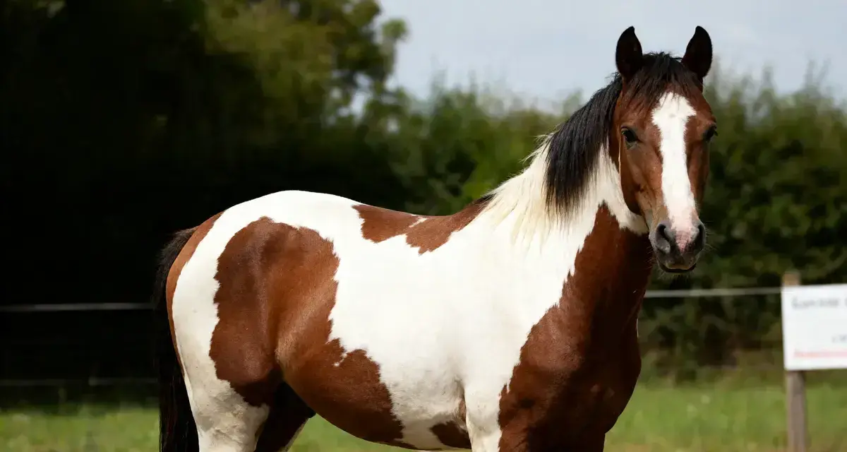 Un magnifique cheval pie, au pelage brun et blanc, se tient dans un pré verdoyant.