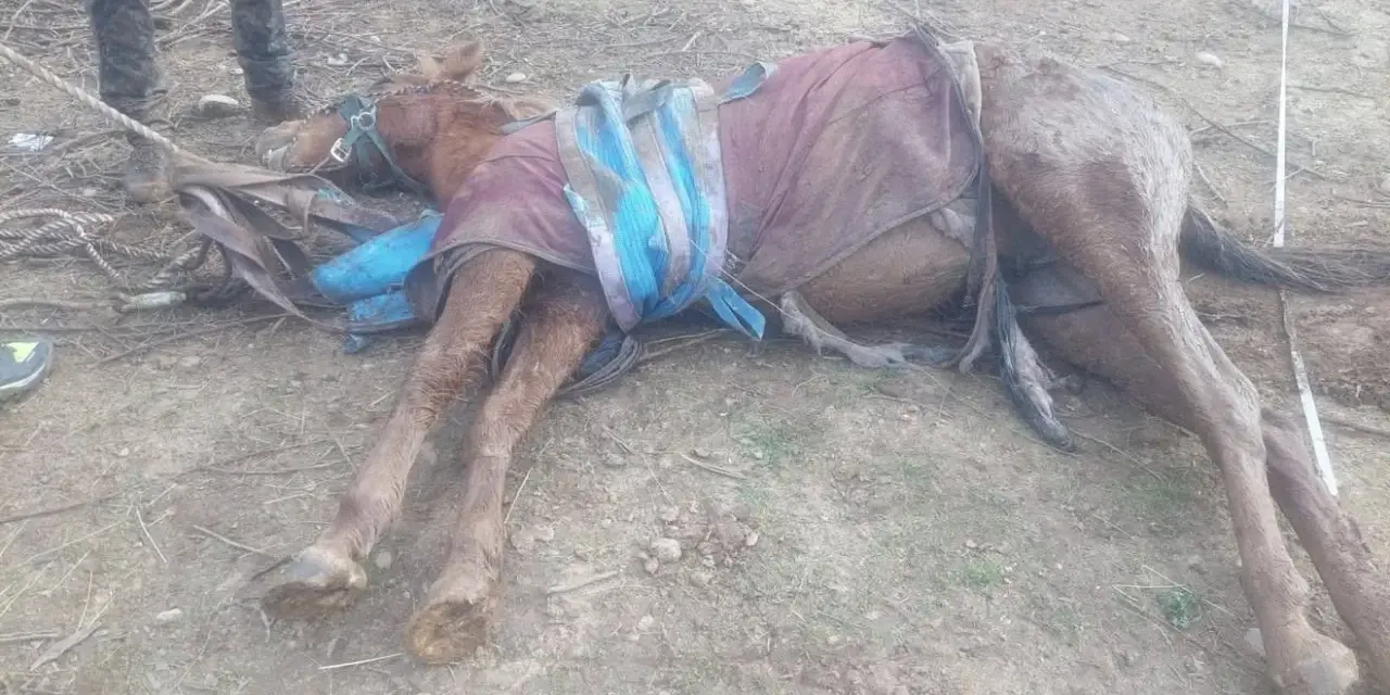 Un cheval gît au sol, couvert d'une couverture, après une chute à cheval mortelle. Des cordes et des équipements sont autour de lui.