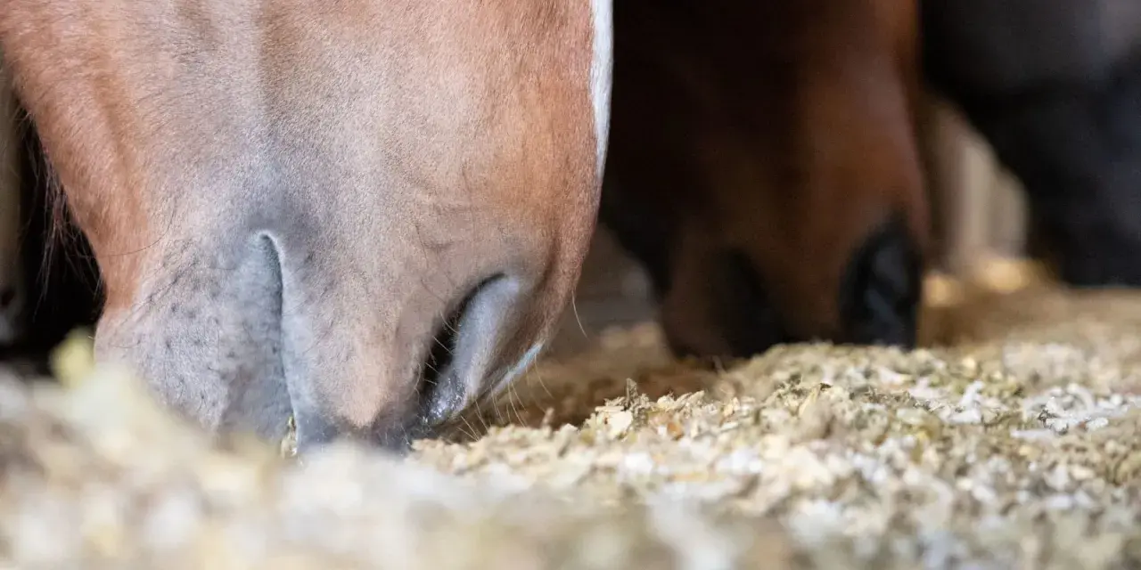 Gros plan sur des chevaux mangeant dans une mangeoire remplie de granulés. On voit leurs museaux et leurs lèvres s'enfoncer dans la nourriture, illustrant que mange un cheval.