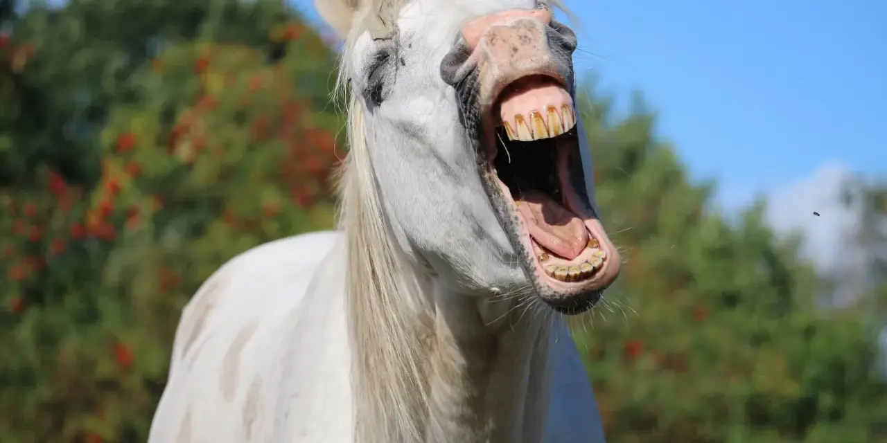Un cheval blanc qui baille, montrant ses dents jaunies. Un insecte vole près de sa tête.