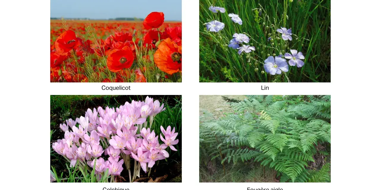 Coquelicots, lin, colchiques et fougères. Attention, la fougère aigle est un arbre toxique pour les chevaux.
