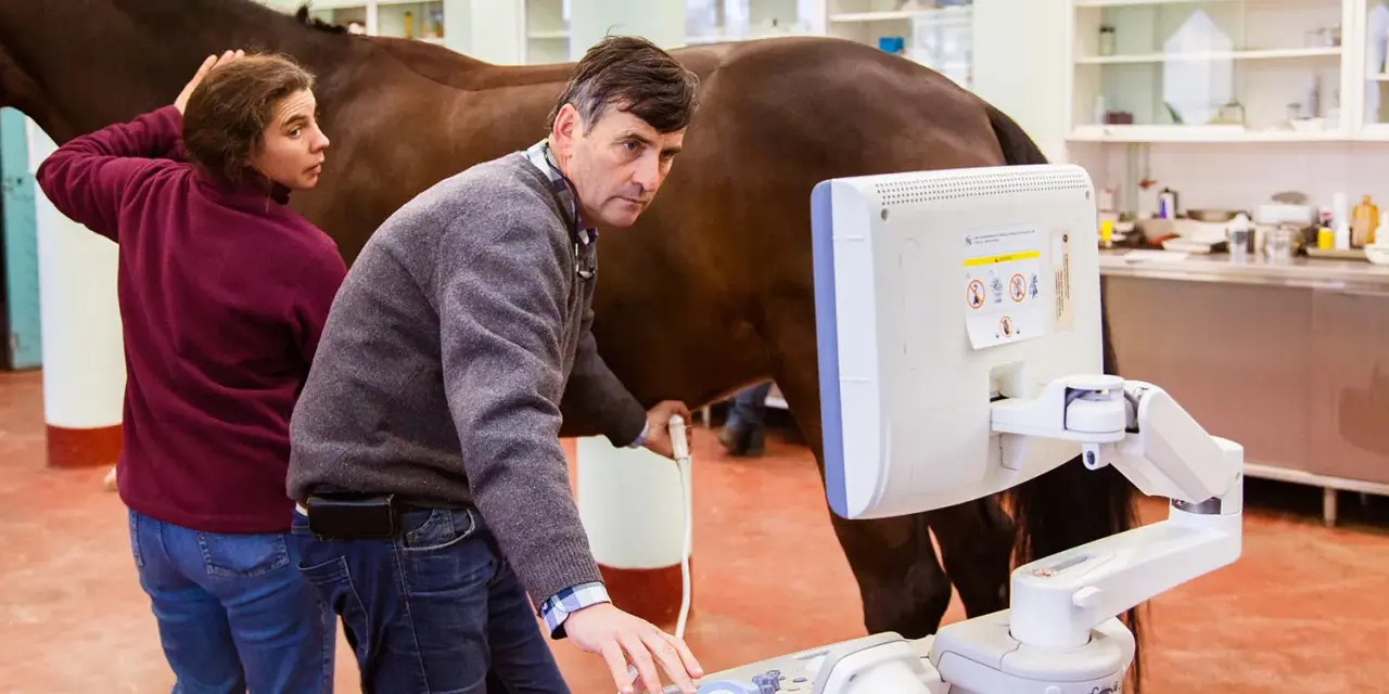 Un vétérinaire équin utilise un échographe pour examiner un cheval dans une clinique.