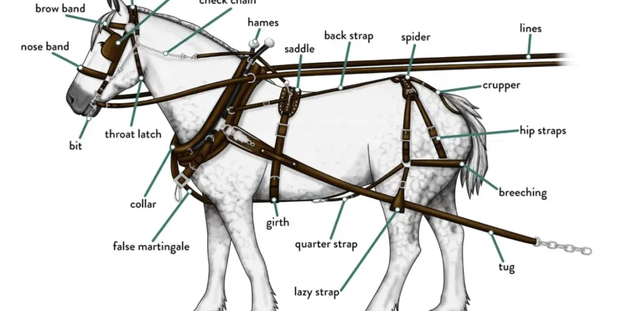Illustration détaillée d'un cheval harnaché, montrant les différents types d'attelage chevaux : collier, sellette, bride, etc.