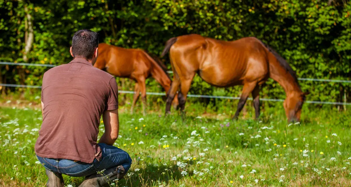 Un homme accroupi observe deux chevaux au pré. Un ethologue étudie le comportement animal.