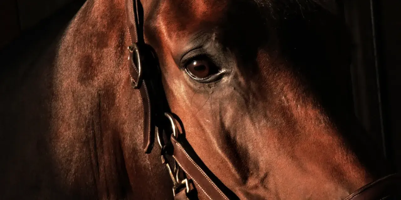 Gros plan sur le visage d'un cheval brun, son œil vif et son regard de travers captent la lumière.