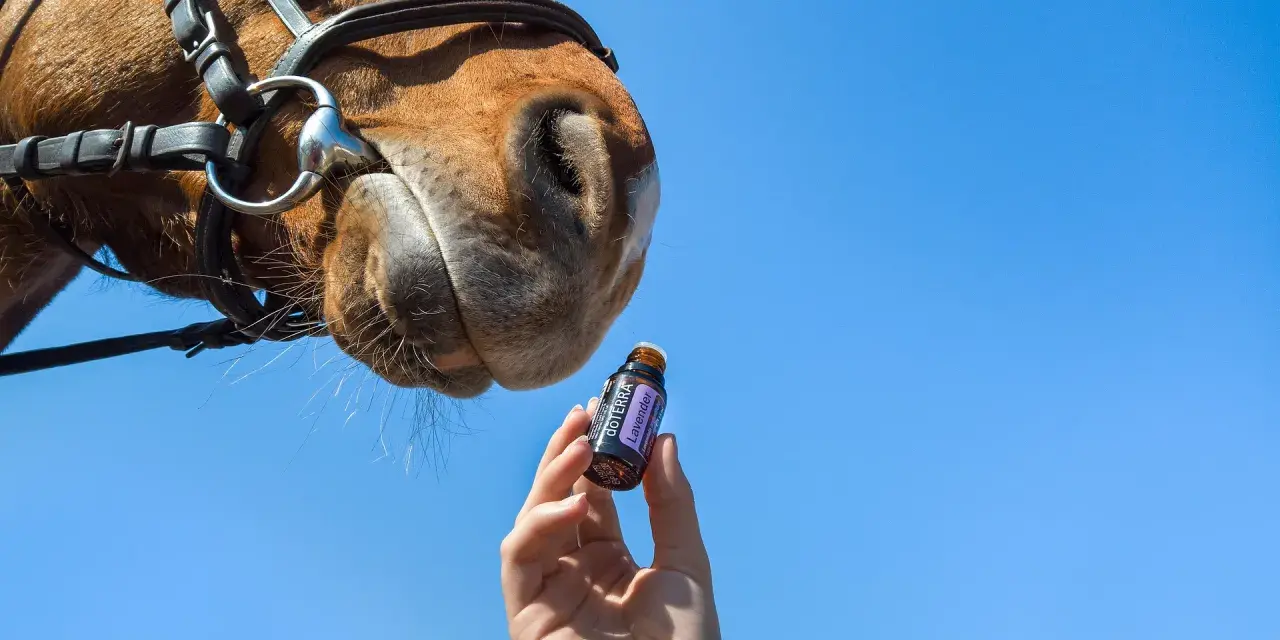 Un cheval renifle une fiole d'huile essentielle de lavande, une solution naturelle anti mouche pour le bien-être de l'animal.