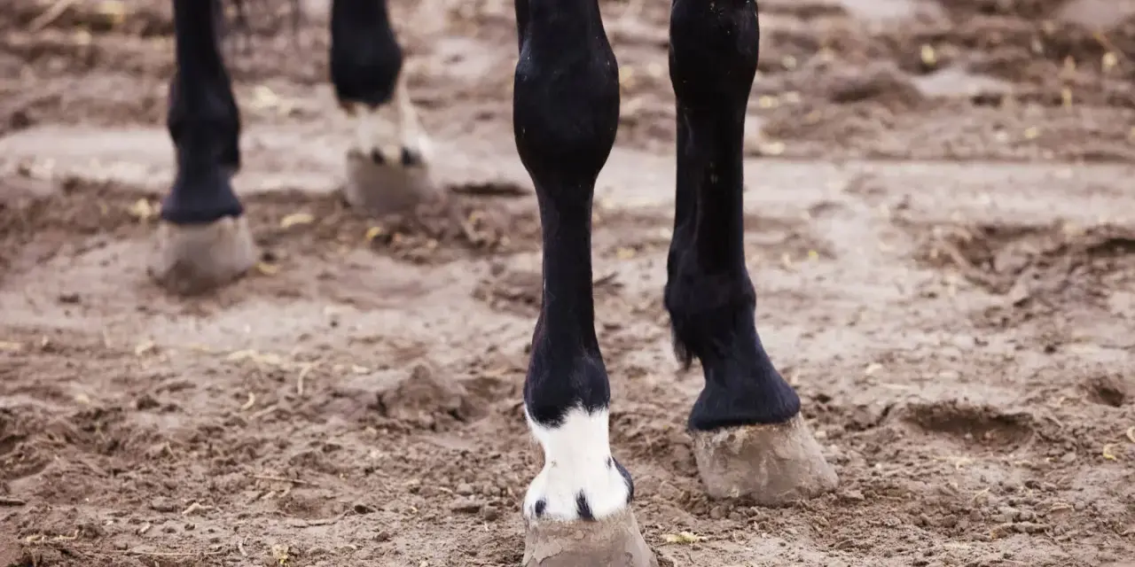 Pieds d'un cheval noir sur un sol boueux. Le **panard def** est visible sur l'un des membres, avec une tache blanche distinctive.
