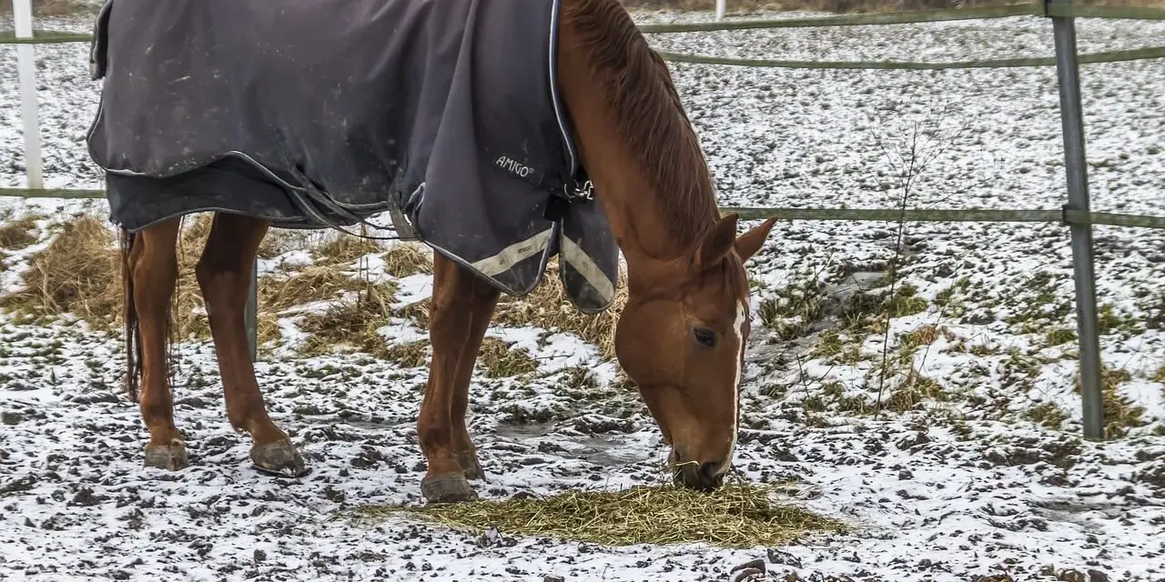 Un cheval brun, couvert d'une couverture d'hiver, mange du foin dans un champ enneigé.