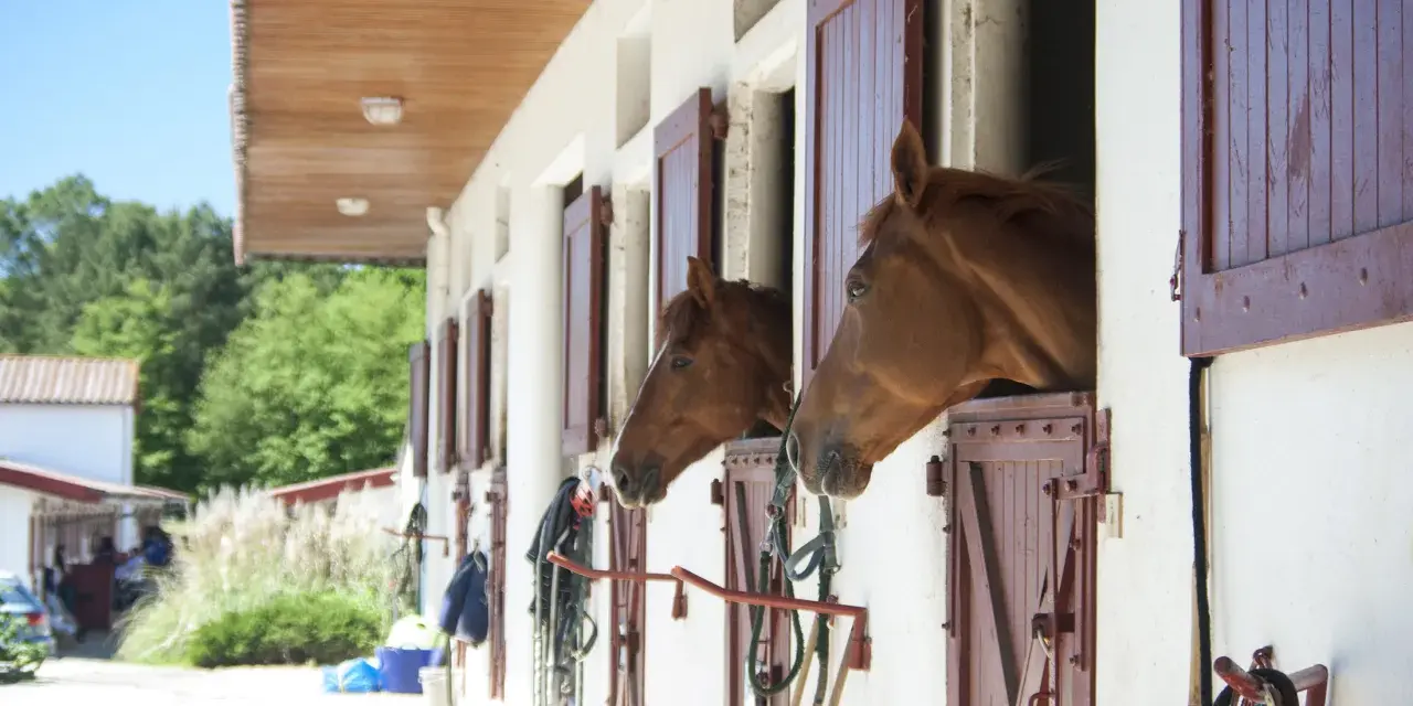 Deux chevaux curieux regardent depuis leurs boxes. Idéal pour le tarif pension chevaux chez particulier, un cadre paisible pour votre compagnon.