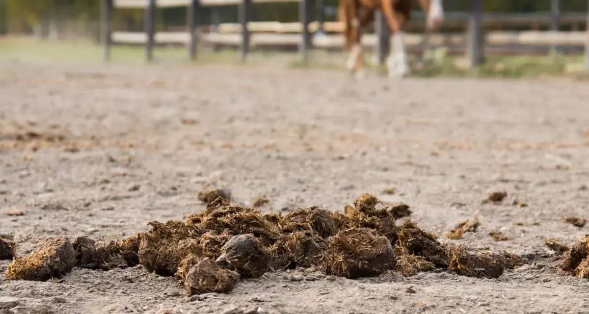 Un tas de crottin de cheval sur le sol d'une carrière, avec un cheval en arrière-plan.