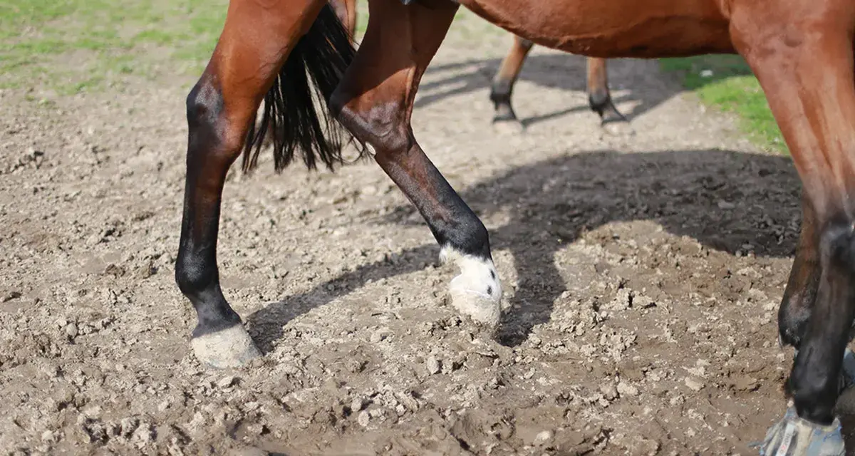 Jambes de cheval marron dans la boue, sabots marqués par la gale de boue.