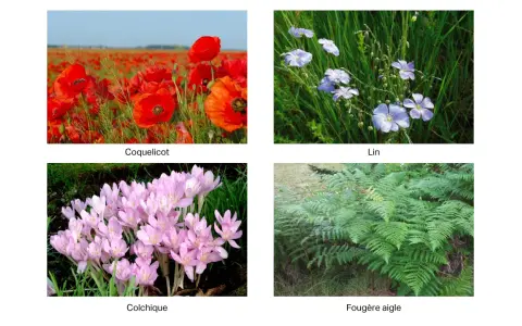 Coquelicots, lin, colchiques et fougères. Attention, la fougère aigle est un arbre toxique pour les chevaux.