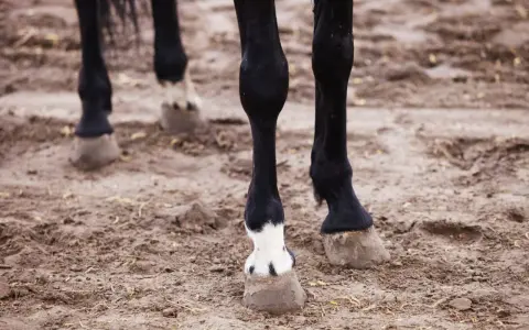 Pieds d'un cheval noir sur un sol boueux. Le **panard def** est visible sur l'un des membres, avec une tache blanche distinctive.