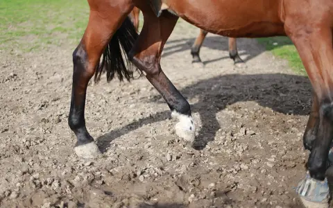 Jambes de cheval marron dans la boue, sabots marqués par la gale de boue.
