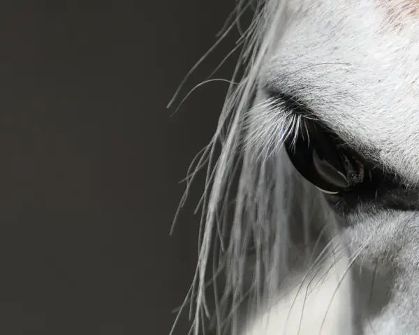 Œil d'un cheval blanc, reflet de la confiance et de la connexion en équitation éthologique.